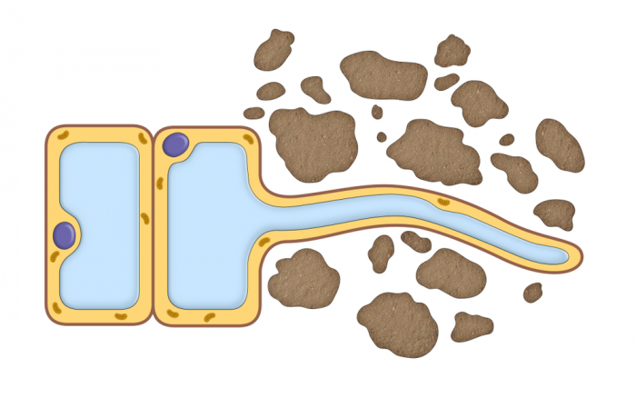 Root hair cell